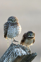 Burrowing Owl and Owlet JPEG C7I3799