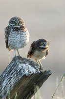 Burrowing Owl and Owlet JPEG C7I3797