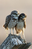 Burrowing Owl and Owlet JPEG C7I3763