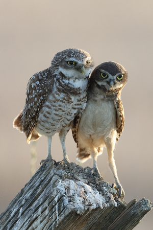 Burrowing Owl and Owlet JPEG C7I3763