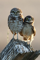 Burrowing Owl and Owlet JPEG C7I3750