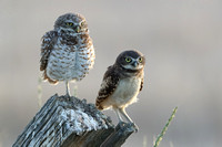 Burrowing Owl and Owlet JPEG C7I3810