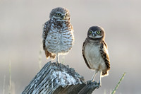 Burrowing Owl and Owlet JPEG C7I3823