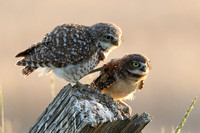 Burrowing Owl and Owlet JPEG C7I3900