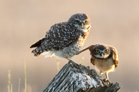Burrowing Owl and Owlet JPEG C7I3906