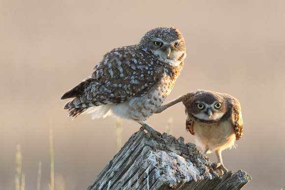 Burrowing Owl and Owlet JPEG C7I3906