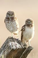 Burrowing Owl and Owlet JPEG C7I4176