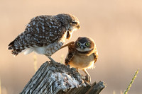 Burrowing Owl and Owlet Leg Up JPEG C7I3877
