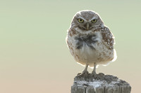 Burrowing Owl on Post Green Tint JPEG C7I3207