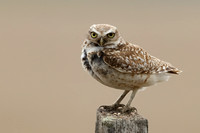 Burrowing Owl on Post JPEG C7I3127