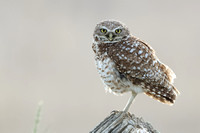 Burrowing Owl One Leg JPEG C7I3312