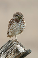 Burrowing Owl One Leg Stand JPEG C7I3339