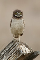 Burrowing Owl Owlet JPG C7I3440