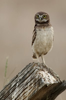 Burrowing Owl Owlet Standing Tall JPEG C7I3451