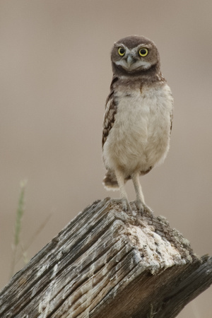 Burrowing Owl Owlet Standing Tall JPEG C7I3451