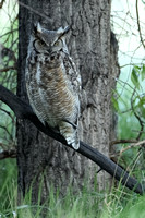 Great Horned Owl C7I3191