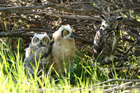 Great Horned Owl with Owlets C7I3569