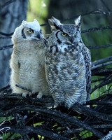 Great Horned Owl and Owlet C7I0013