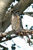 Great Horned Owl C7I3232