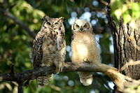 Great Horned Owl with Owlet C7I3703