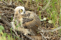 Great Horned Owlet C7I0922
