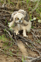 Great Horned Owlet C7I0939
