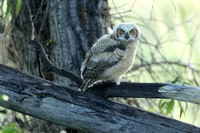 GREAT HORNED OWLS