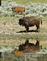 Buffalo Cow and Calf Reflection in Water - #2424