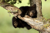 Black Bear Cub C7I2757