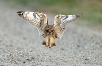 Short Eared Owl C7I7278