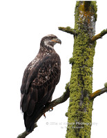 Eagle Juvenile on Mossy Tree - #4534