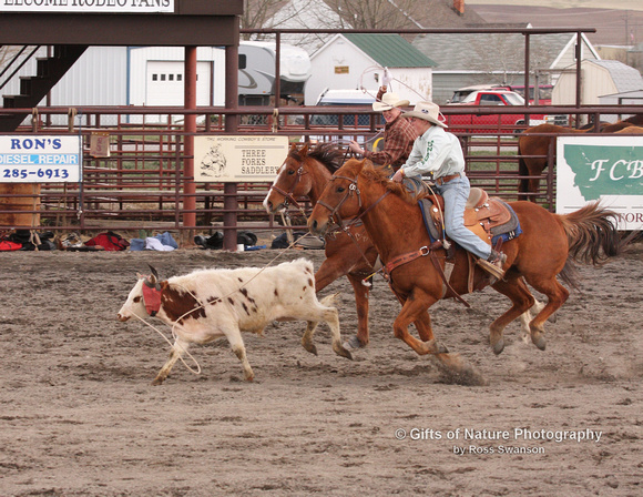 Team Roping - the Catch - #0706