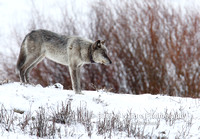 Wolf 755 Gray Male - #L6A3866