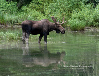 Moose Bull Reflection - #2330