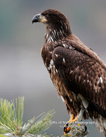 Eagle Juvenile Portrait - #4748