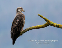 Eagle Juvenile on Green Moss Limb - #4638