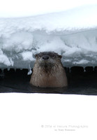 Otter In Water - #L6A4291