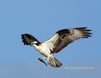 Osprey Flying with Fish - #0128