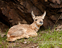 Antelope Fawn near rock - #1167