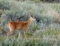 Whitetail Deer Buck  3 x 1 - #7446