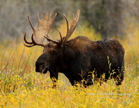 Moose Bull in Yellow Foliage - #2305