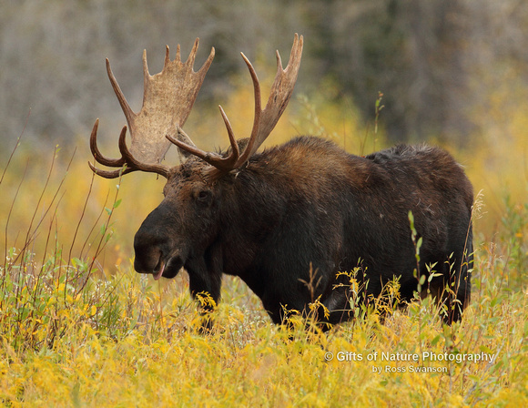 Moose Bull in Yellow Foliage - #2305