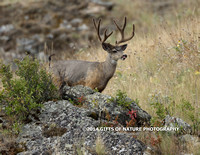 Mule Deer Buck Tongue Out L6A8855_edited-1