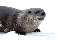 Otter Head Profile - #L6A4152