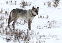 Wolf 755 Gray Male - #L6A3902