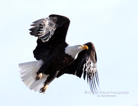 Eagle in Flight - #9031