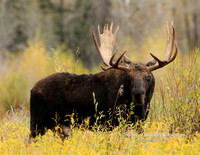 Moose Bull Side Profile - #2301
