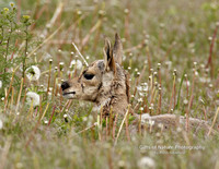 Antelope Fawn Newborn - #1080