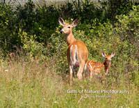 Deer Whitetail Doe and Fawn - #2105