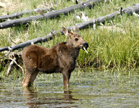 Moose Calve - #2453